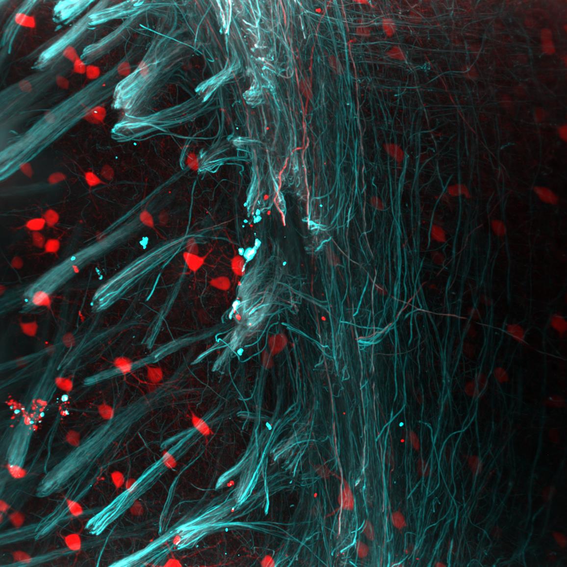 BrainGlobe cover image